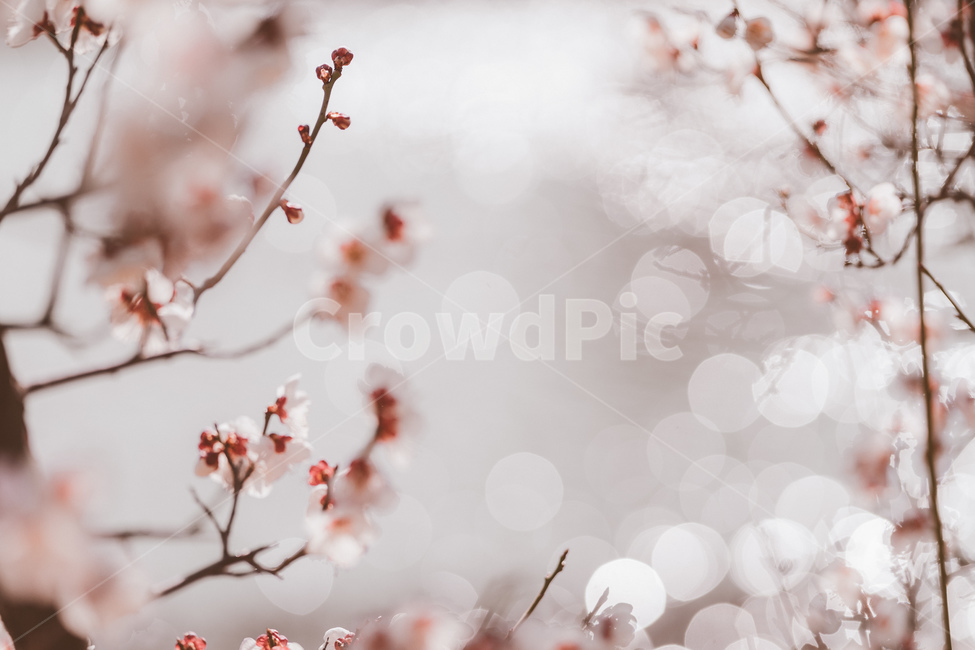 매화,봄,봄꽃,꽃,매화꽃,봄,계절,spring,season,식물,자연,plants,nature,꽃,flower,plant