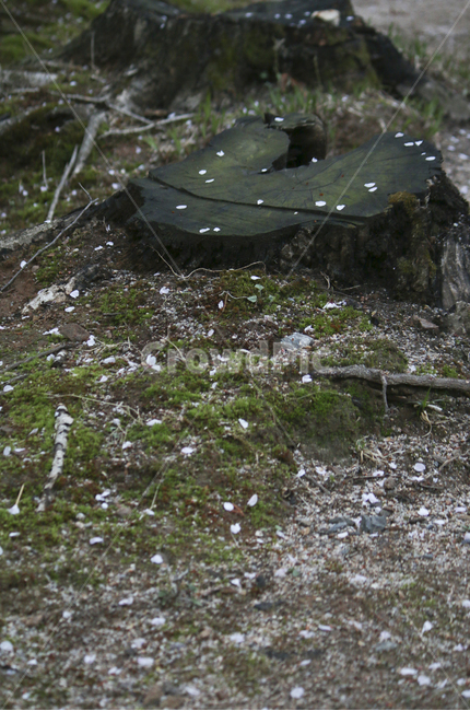 나무,tree,ground,바닥,stump,그루터기