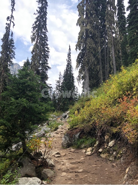 오솔길,숲,산,mountain,나무,전나무,tree,fir,plant,식물,abies,아비,자연,풍경,nature,landscape