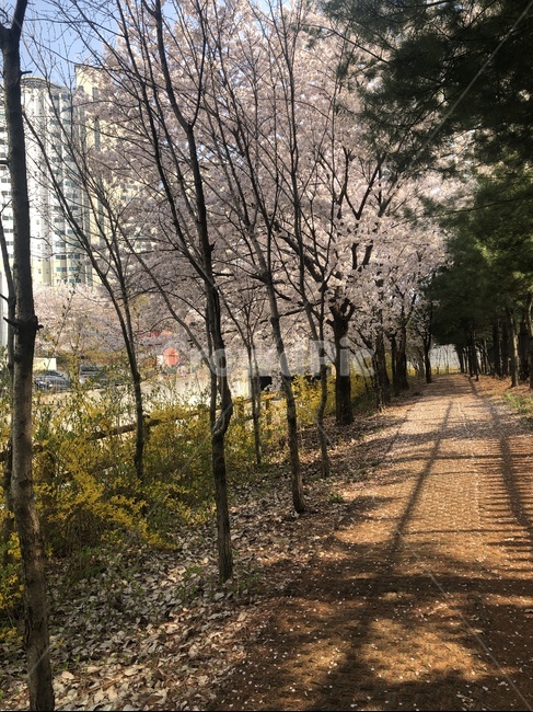 꽃,감성,자연,봄,나무,산책,산책로,산책길,봄,계절,spring,season,plant,식물,tree,tree trunk,나무 줄기