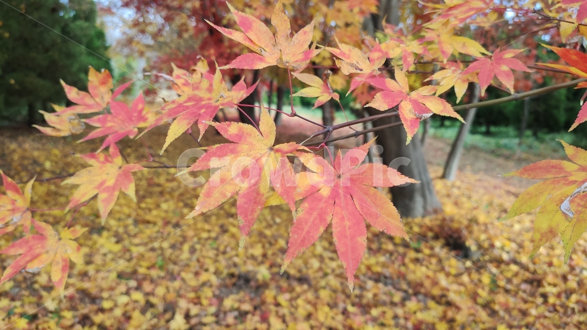 엽록소,애기단풍,가을단풍,가을,plant,식물,leaf,잎,tree,나무,maple,단풍,가을,계절,fall,autumn,season,식물,자연,plants,nature,나무,trees,wood