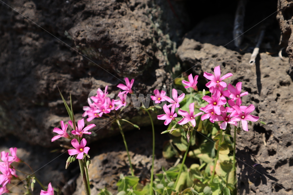분홍꽃,꽃,자연,예쁜꽃,봄,spring