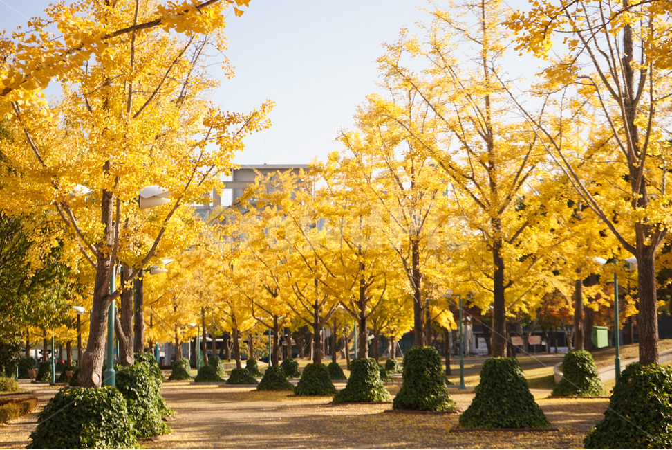 울산,한국,은행나무,은행,가을,단풍,낙엽,울산대공원,노란색,사진찍기좋은곳,korea,koreaseason,season,fall,가을,계절,fall,autumn,season,tree,나무,plant,식물,maple