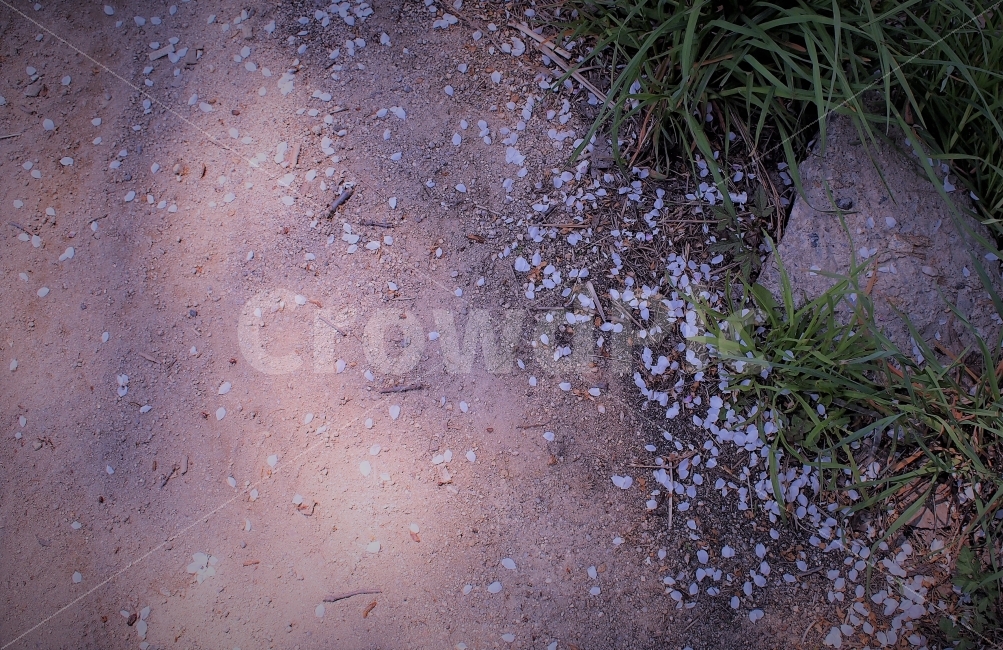 벚꽃,꽃잎,낙화,분홍,감성,필름,4월,봄,몽환적,꽃,식물,봄,계절,spring,season,식물,자연,plants,nature,꽃,flower,ground,바닥,asphalt,아스팔트