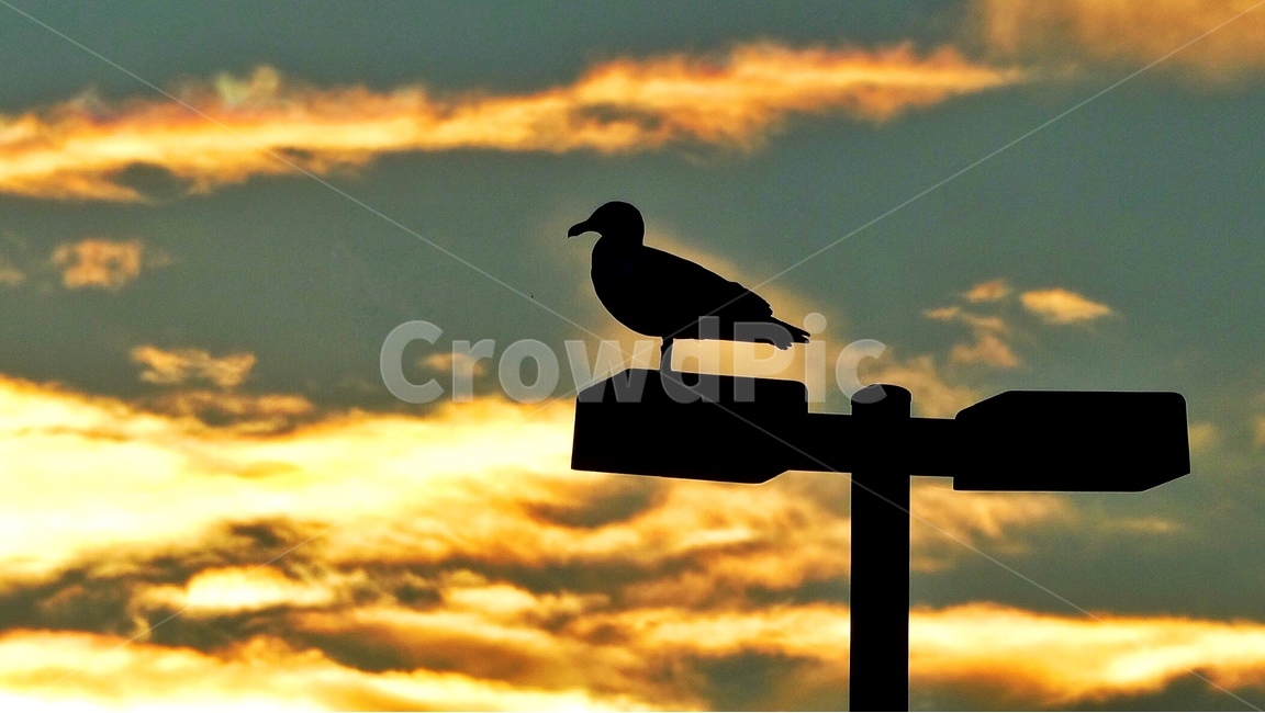 갈매기,seagull,bird,sunrise,morning,animal,새,동물,animal,조류,새,birds,실루엣,그림자,silhouette,shadow