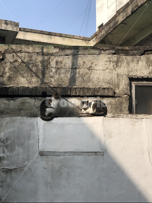 wall,벽,고양이,야옹이,길냥이,길고양이,애완동물,동물,반려동물,길거리동물,포유류,스트릿,길,여유,휴식,쉼,kitten,cat,cute,cuty,rest,동물,animal,포유류,mammal,고양이,cat,kitten,kitty