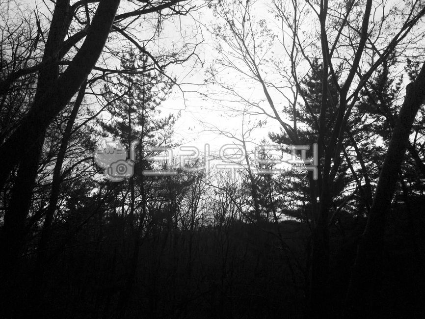 흑백사진,흑백감성,감성,배경화면,흑백느낌,대비,단색,모노크롬,흑백,배경,바탕화면,월페이퍼,나뭇가지,나무가지,식물,초목,자연,날씨,background,wallpaper,nature,tree,plant,monochrome,실루엣,silhouette,오후,leaf,나뭇잎,나무줄기,침엽수,숲속