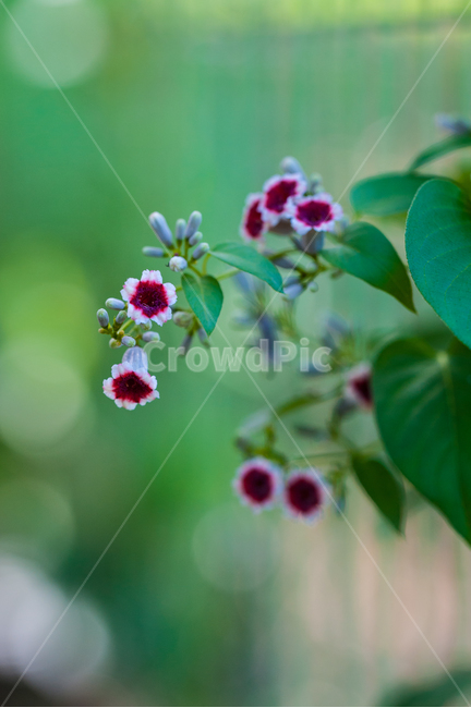 계요등,한국의꽃,꼭두서니과,계요등속,구린내덩굴,계각,식물,자연,plants,nature,꽃,flower