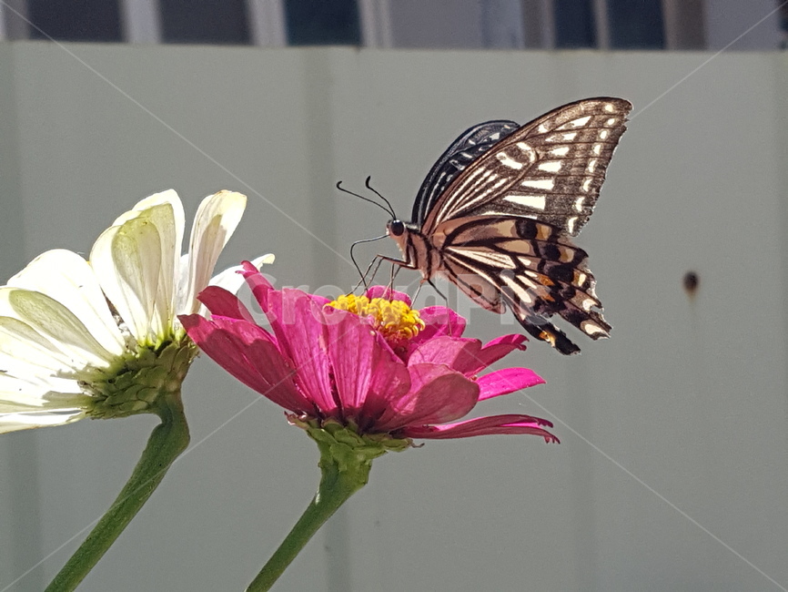 나비,insect,butterfly,animal,plant,꽃,곤충,벌레,insect,bug