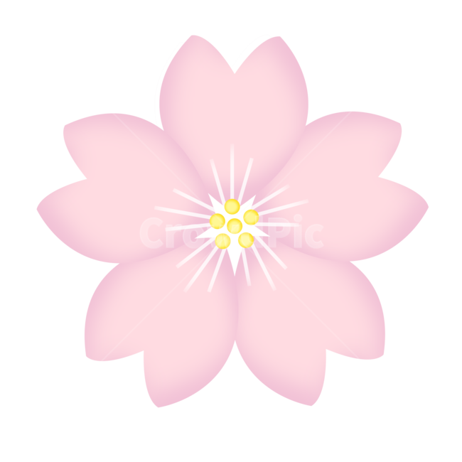 벚꽃,cherryblossoms,봄,spring,벚꽃일러스트,일러스트,plant,식물,petal,꽃잎,blossom,꽃,flower