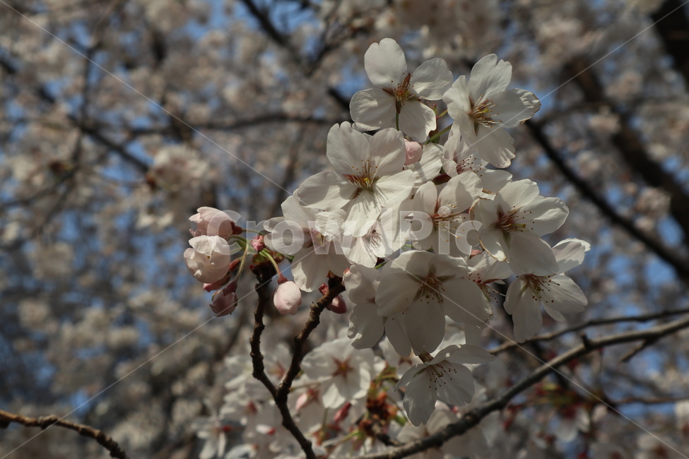 벚꽃,벚꽃나무,봄,꽃,흰꽃,왕벚꽃,흰벚꽃,체리블라썸,봄,계절,spring,season,식물,자연,plants,nature,꽃,flower,plant,blossom
