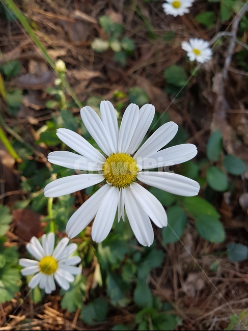 plant,flower,식물,daisies,꽃,daisy,데이지,blossom,흰꽃,아름다움,아담한,선명,맑은날,식물,자연,plants,nature,꽃,flower