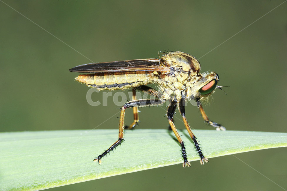 곤충,자연,동물,여름곤충,insect,bug,animal,nature,접사,클로즈업,closeup,곤충,벌레,insect,bug