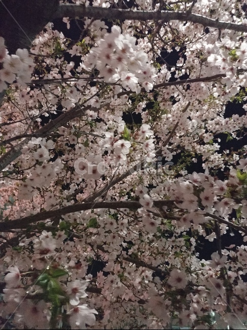 벚꽃,꽃,봄,벚나무,밤,식물,자연,plants,nature,꽃,flower