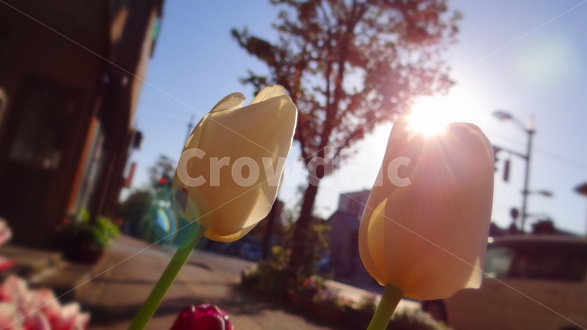 꽃,감성,역광,햇빛,식물,나무,하늘,거리,길,마을,flower,emotion,sunlight,tree,sky,road,village,식물,자연,plants,nature,꽃,flower
