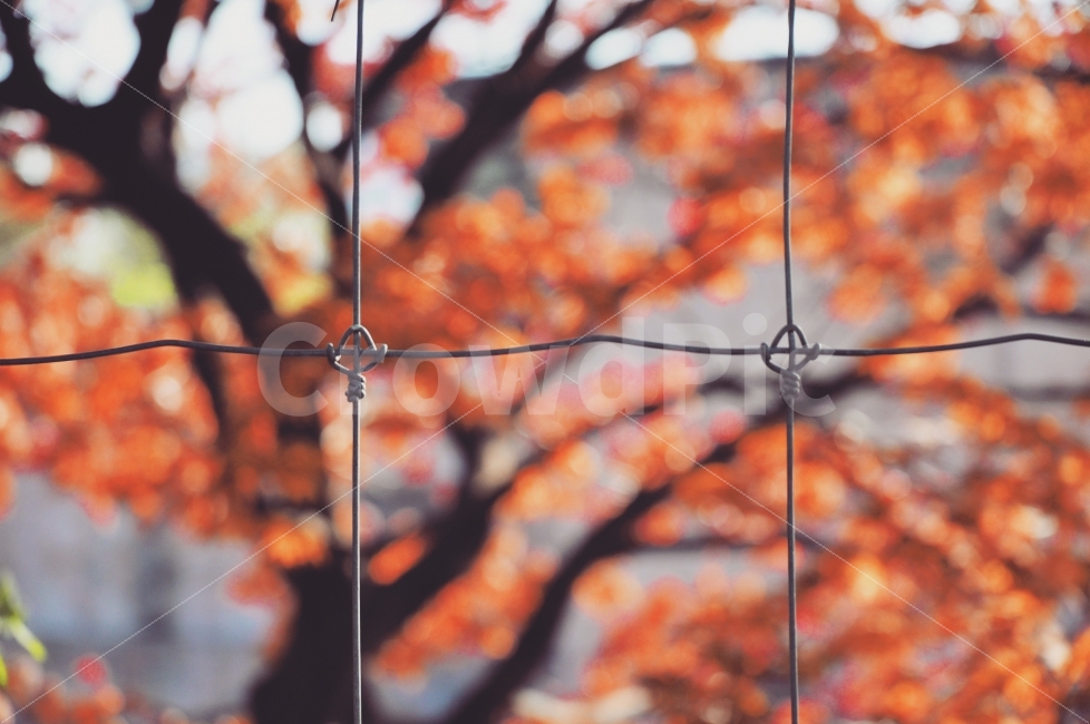 가을,단풍,단풍나무,철조망,단풍잎,계절,autumn,어린이대공원,maple,mapletrees,mapleleaves,wires,season,trees,leaves,가을,계절,fall,autumn,season,감성,sensible,feeling,plant,식물,leaf,잎,tree,나무
