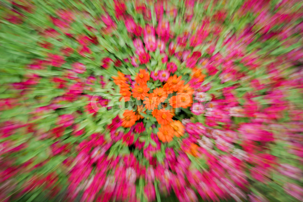 꽃,정원,알록달록,봄,여름,순천만정원,핑크,분홍,꽃,flower,연출,컨셉,콘셉,direction,concept