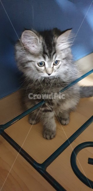 고양이,어린고양이,새끼고양이,애기고양이,페르시안고양이,귀여운고양이,애교많은고양이,장난끼가많은고양이,반려묘,냥이,개냥이,순수
