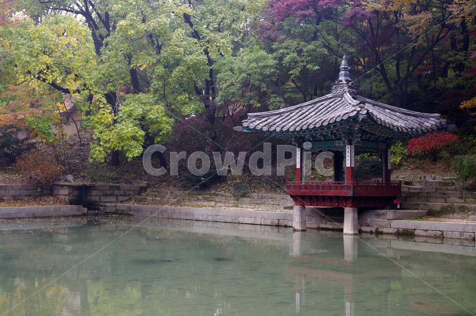 창덕궁,창덕궁후원,애련지,애련정,고궁,건축,전통건축,traditional,전통,기와지붕,가을,fall,나무,식물,plant,단풍,잎,가을,계절,fall,autumn,season,한국전통,한국문화,korean traditional,korean culture,건축물,건물외관,exterior,building,structure,architecture,construction