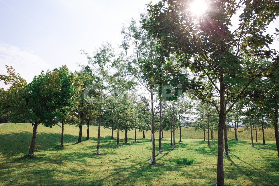 순천만국가정원,plant,식물,tree,나무,여름,순천