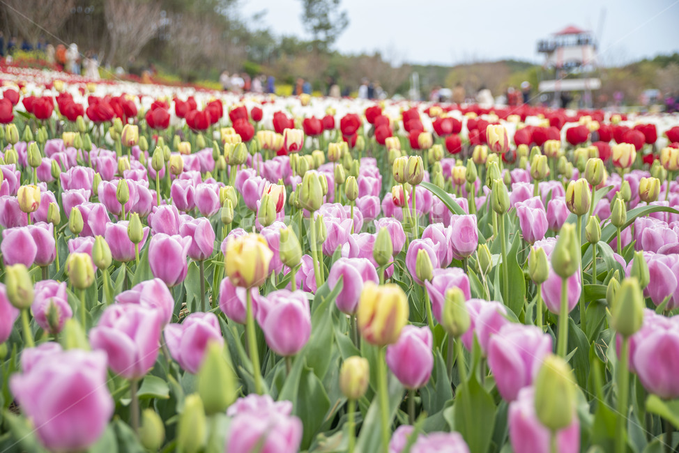 봄꽃,꽃,튤립,꽃밭,튤립축제,봄,계절,spring,season,식물,자연,plants,nature,꽃,flower,plant,blossom