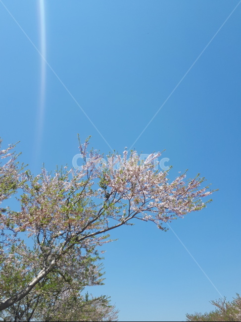나무,벚꽃,하늘,분홍,하늘색,핑크색,분홍색,벚꽃나무,파란색,블루,식물,자연,plants,nature,꽃,flower