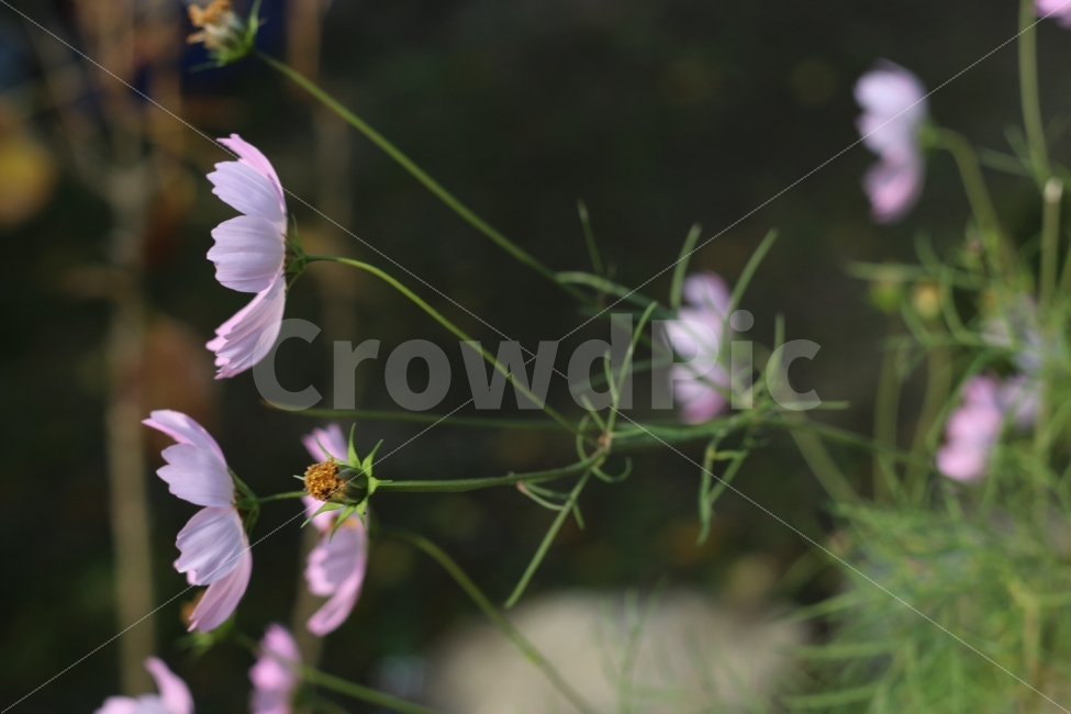 코스모스,꽃,가을,바람,바람에날리는,가을,계절,fall,autumn,season,식물,자연,plants,nature,꽃,flower,plant,blossom,geranium,제라늄