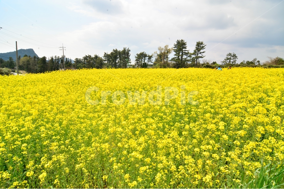 유채꽃,노랑유채,봄꽃,평지,유채,봄,계절,spring,season,식물,자연,plants,nature,꽃,제주도,rapeflower,rapeseed,flower,yellow,jeju,jejuisland,korea,landscape,한국자연풍경,한국자연경관,koreanaturelandscape,경치,백그라운드,배경,풍경,바탕화면,봄,계절,spring,season,자연,풍경,nature,landscape,한국자연풍경,한국자연경관,korea nature landscape,식물,plants,꽃,flower,field,들,grassland,목초지,outdoors,옥외