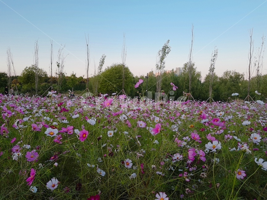 코스모스,꽃,가을,flower,예쁜풍경,가을,계절,fall,autumn,season,식물,자연,plants,nature,꽃,flower,field,들,grassland,목초지,outdoors,옥외,farm,농장,rural,농촌