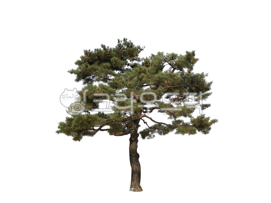소나무,나무,누끼,배경,png,산림,공원,가로수,녹지대,자연,식물,나무배경,pine,tree,isolated,background,forest,park,green,belt,nature,plants,treebackground,removebackground