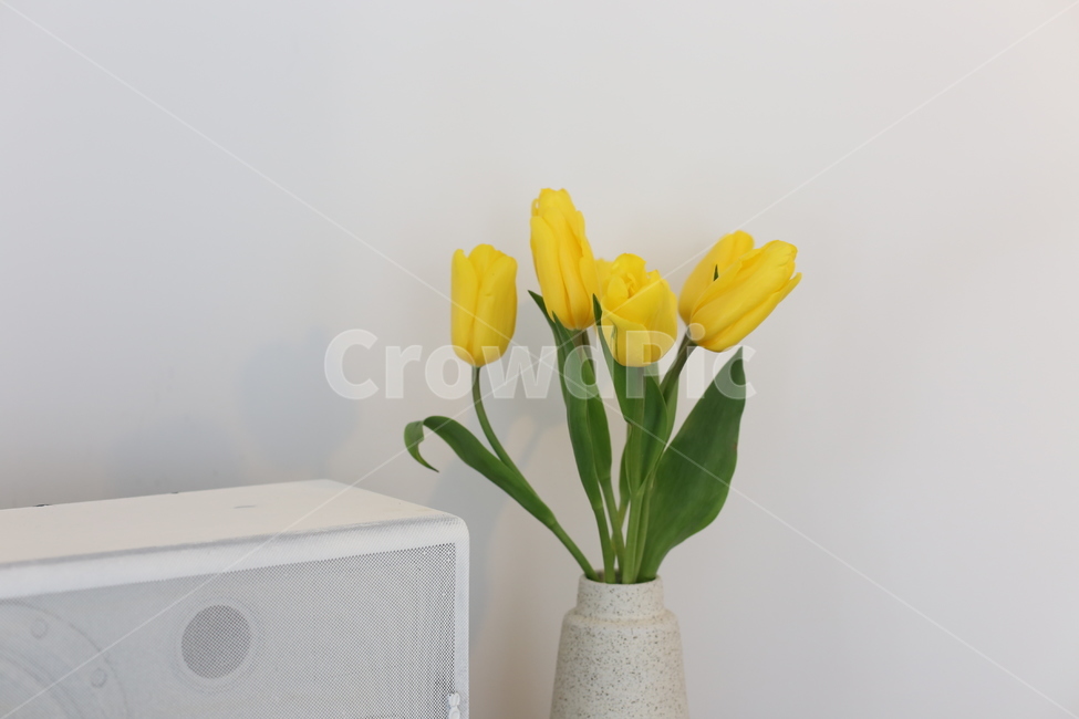 꽃,화분,인테리어소품,화병,꽃병,식물,plant