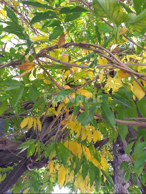 plant,식물,leaf,잎,단풍,식물,자연,plants,nature