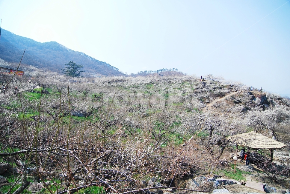 섬진강,섬진강기행,기행,남도,전라도,일상,시골,사진,여행,정취,느낌,파스텔톤,파스텔,매화꽃,흰색,매화,청매농원,청매원,청매실농원,청매화농원,매화축제,매화꽃축제,섬진강축제,축제,매화마을,광양,전남광양,전남,새싹,봄,식물,자연,plants,nature,계절,spring,season,꽃,flower,정자,한국전통,한국문화,koreantraditional,koreanculture,나들이,오후,데일리,감성,새로움,변화,배경,화사한,봄꽃,시안,광고,디자인,카다로그,뉴스레터,잡지,홍보,햇빛,눈부시다,눈부신,봄날씨,벌,꿀벌,honeybee,bee,봄,계절,spring,season,자연,풍경,nature,landscape,한국자연풍경,한국자연경관,korea nature landscape,ground,바닥,outdoors,옥외,wilderness,황야