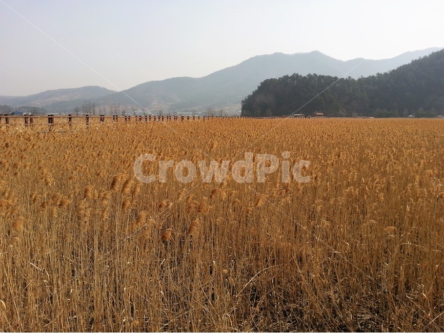 풍경,가을,순천만,억새,전라도,가을풍경,여행,갈대,가을,계절,fall,autumn,season,자연,풍경,nature,landscape,plant,식물,grass,잔디,food,음식