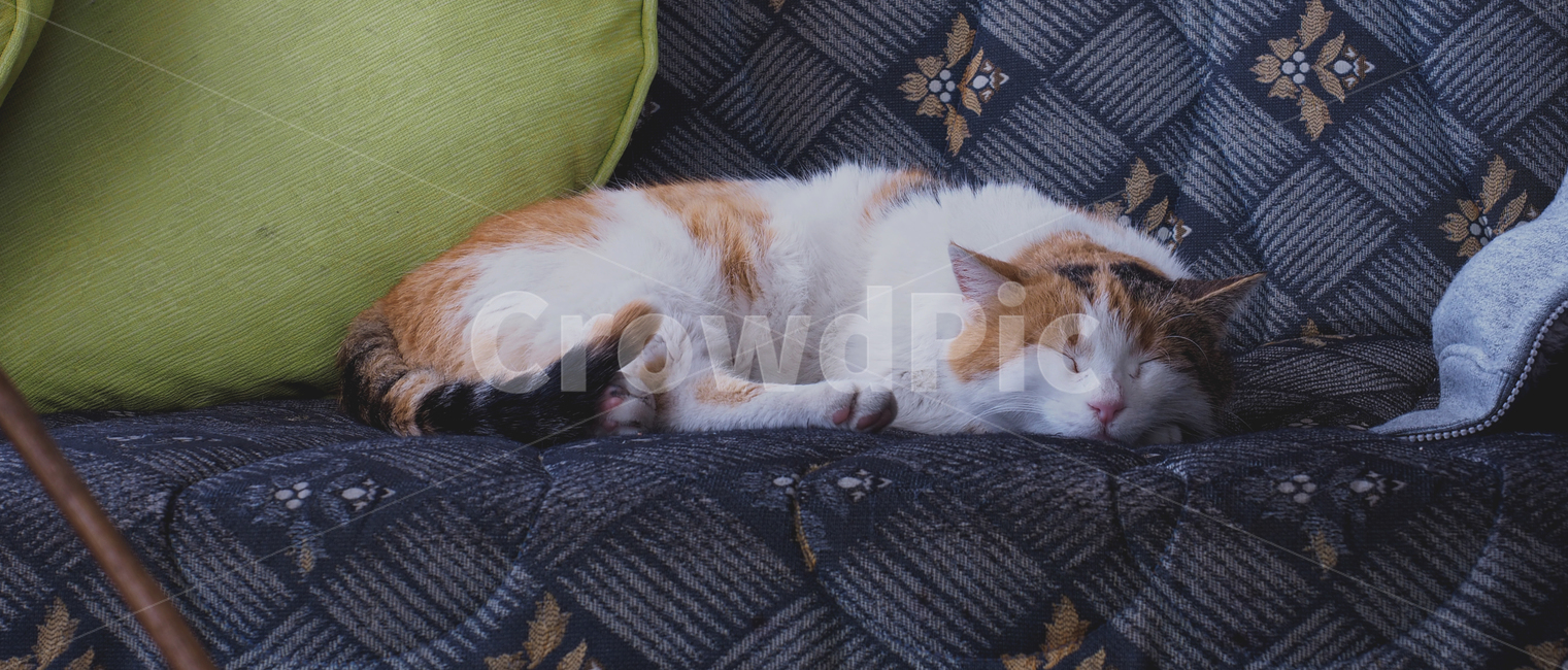 동물,고양이,잠자는고양이,휴식,여유,낮잠,느림,느리다,animal,cat,kitty,rest,slow,귀여움,cute,동물,animal,포유류,mammal,고양이,cat,kitten,kitty