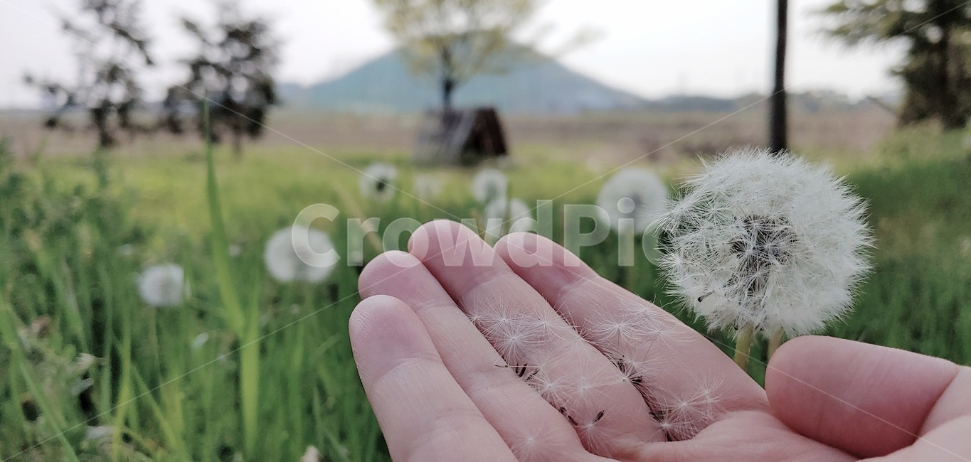 민들레,씨앗,홀씨,풀,plant,식물,시골