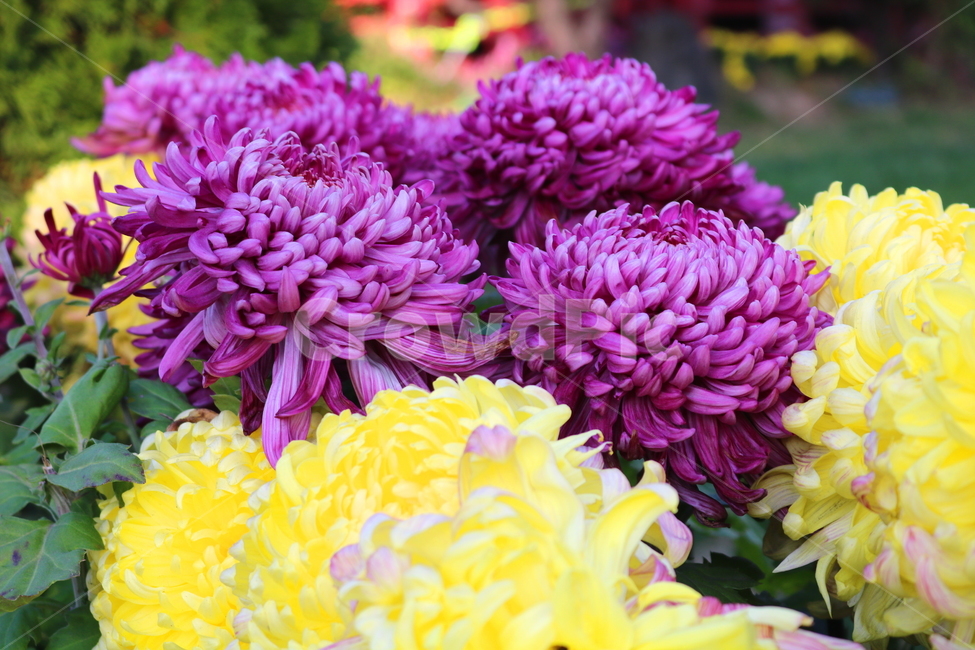 국화,꽃,국화꽃,식물,자연,관상용,홍추,경육황국,가을,노란색꽃,노란꽃,보라색꽃,식물,자연,plants,nature,꽃,flower