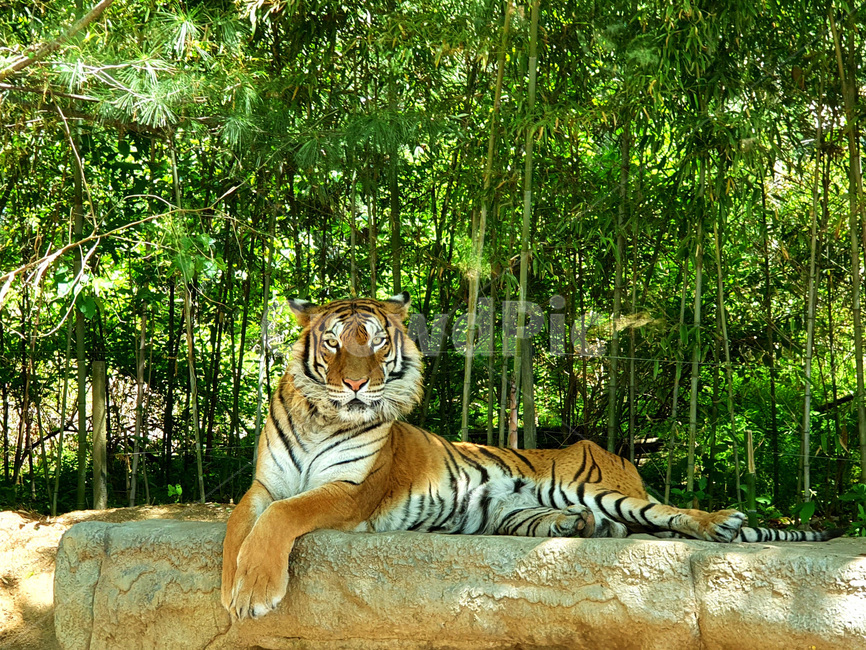 호랑이,시베리아호랑이,동물원,tiger,safari,사파리,동물,animal,포유류,mammal