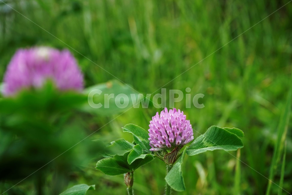 토끼풀,붉은토끼풀,귀화식물,풀,클로버,crimsonclover,grass,green,nature,plant,redclover,trifolium