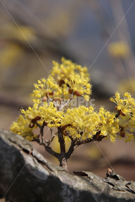 나무,꽃,산수유,봄,노란색,식물,자연,plants,nature,꽃,flower