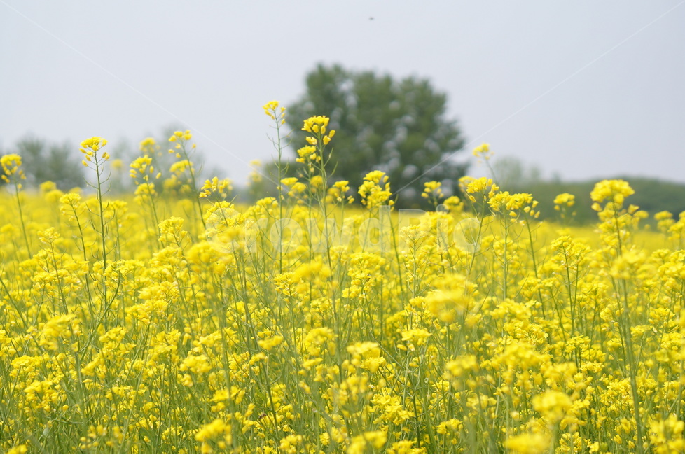 유채꽃,봄,노랑노랑,햇살,나무,풍경,봄,계절,spring,season,식물,자연,plants,nature,꽃,flower,field,들,grassland,목초지,outdoors,옥외