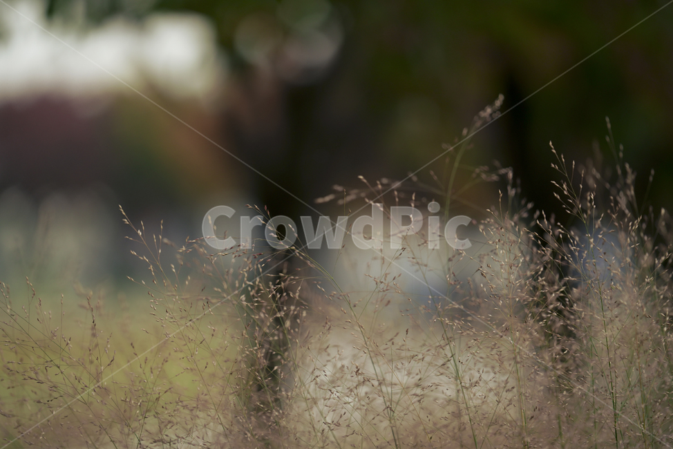 plant,식물,grass,잔디,생명,생물,식물,자연,plants,nature