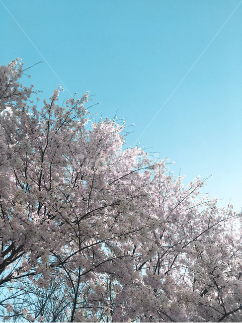 벚꽃,봄이미지,봄,봄꽃,벚꽃사진,봄사진,꽃나무,벚꽃나무,산책길,산책,꽃놀이,분홍색,분홍,맑은하늘,파란하늘,햇빛,봄,계절,spring,season,식물,자연,plants,nature,꽃,flower,plant,blossom