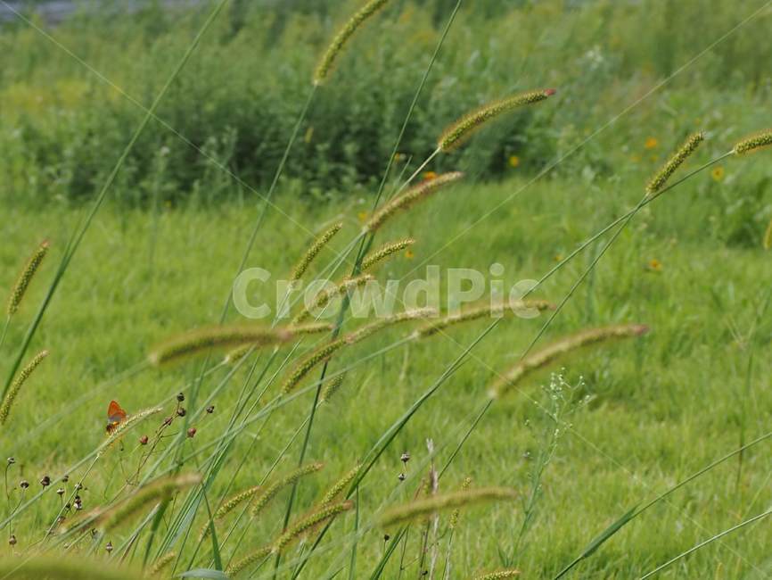 plant,식물,grass,lawn,잔디,강아지풀
