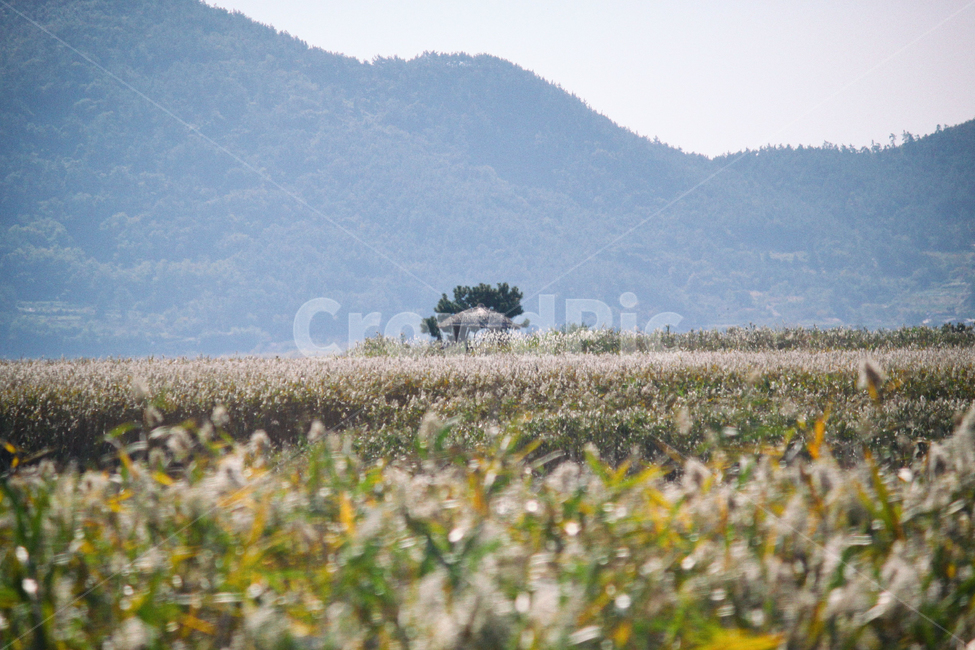 가을,계절,갈대,갈대밭,순천만,자연,풍경,fall,autumn,seasons,reed,bay,suncheonbay,만,nature,landscape,가을,계절,fall,autumn,season,자연,풍경,nature,landscape,한국자연풍경,한국자연경관,korea nature landscape,field,들,grassland,목초지,outdoors,옥외