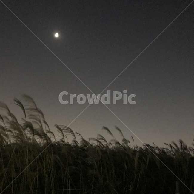 저녁,저녁하늘,공원,갈대,갈대숲,가을,갈대공원,산책로,자연,풍경,nature,landscape,grass,잔디,plant,식물,lawn