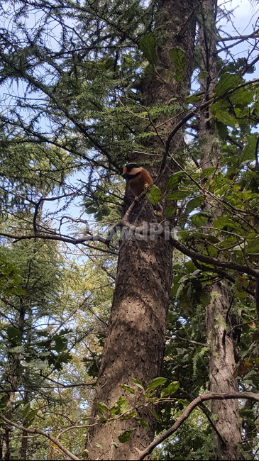 tree,나무,산,mountain,bird,새,산새