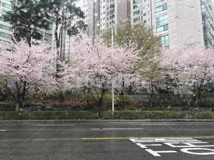 비,벚꽃나무,비오는날,도로,벚꽃