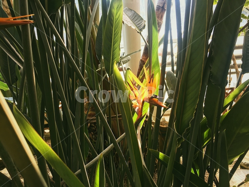 식물원,꽃,노랑,잎,줄기,초록,식물,자연,plants,nature