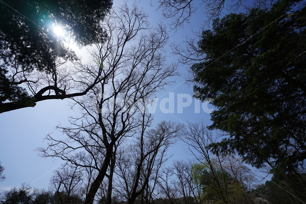 하늘,나무,잎,구름,풍경,풍경사진,그린,블루,색감,자연,감성,수목원,식물,tree,자연,풍경,nature,landscape,식물,plants,나무,trees,wood,plant,light,빛,flare,플레어